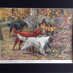 GORDON IRISH ENGLISH Setter Dogs Louis Agassiz Fuertes Vintage Mounted 1919 plate print Unique Thank you, Congratulations, Birthday gift