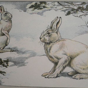 May include: Two white rabbits in a snowy landscape. The rabbit on the left is sitting upright with its ears perked up. The rabbit on the right is sitting with its head turned to the left.
