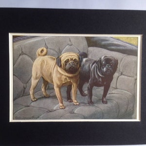 PUG Dogs Black golden Vintage Louis Agassiz Fuertes Mounted 1919 plate print, Congratulations, Birthday gift