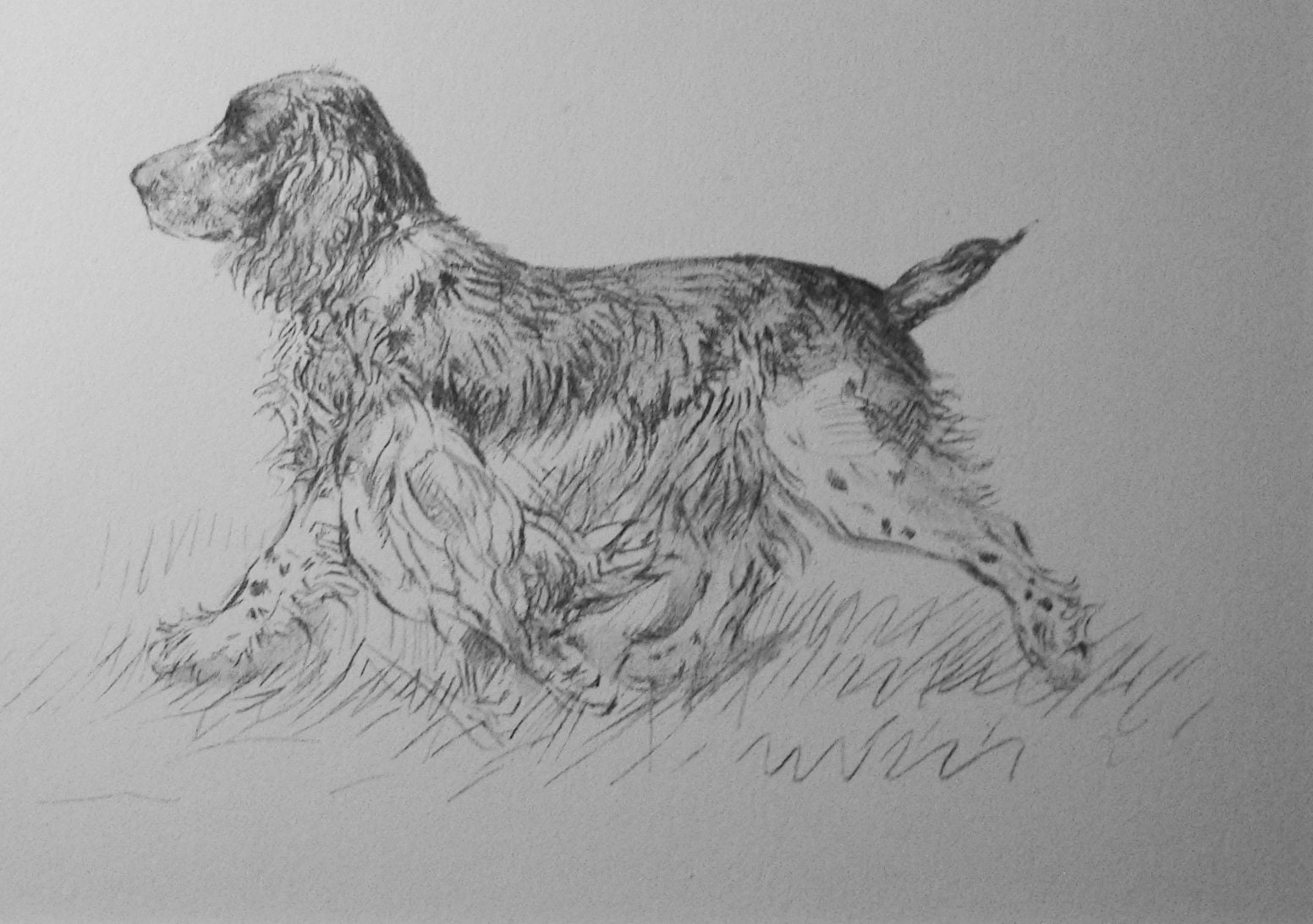 Vintage Springer Spaniel Print, 1938 K F Barker Dog Art, Mounted - Etsy