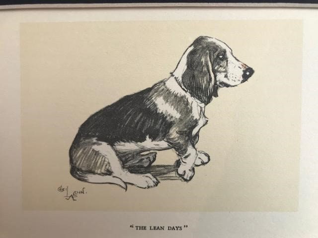 BASSET HOUND Hunting DOG Signed Mounted 1928 Cecil Aldin Collie