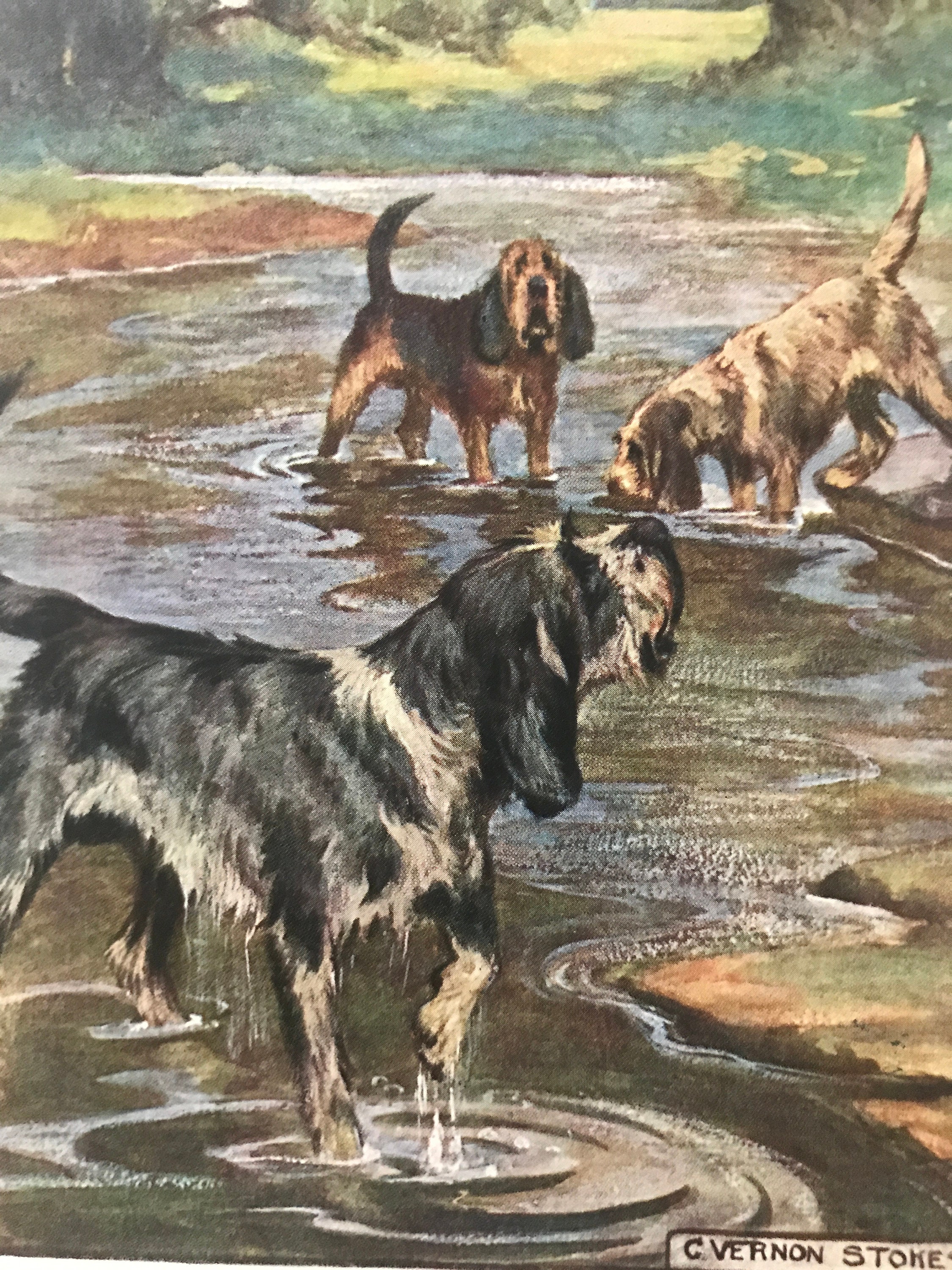 1906 OTTERHOUND Hunting Dog Vintage Signed Vernon Stokes - Etsy UK