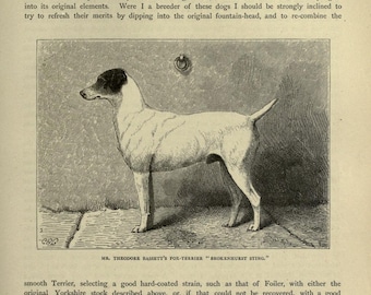 Fox Terrier Bull Terrier Jack Russell Jack Russell Terrier Fox