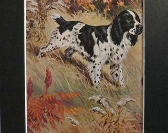 SPRINGER SPANIEL Vintage Mounted 1958 Walter A Weber Springer spaniel dog plate print Unique Christmas birthdayThanksgiving gift