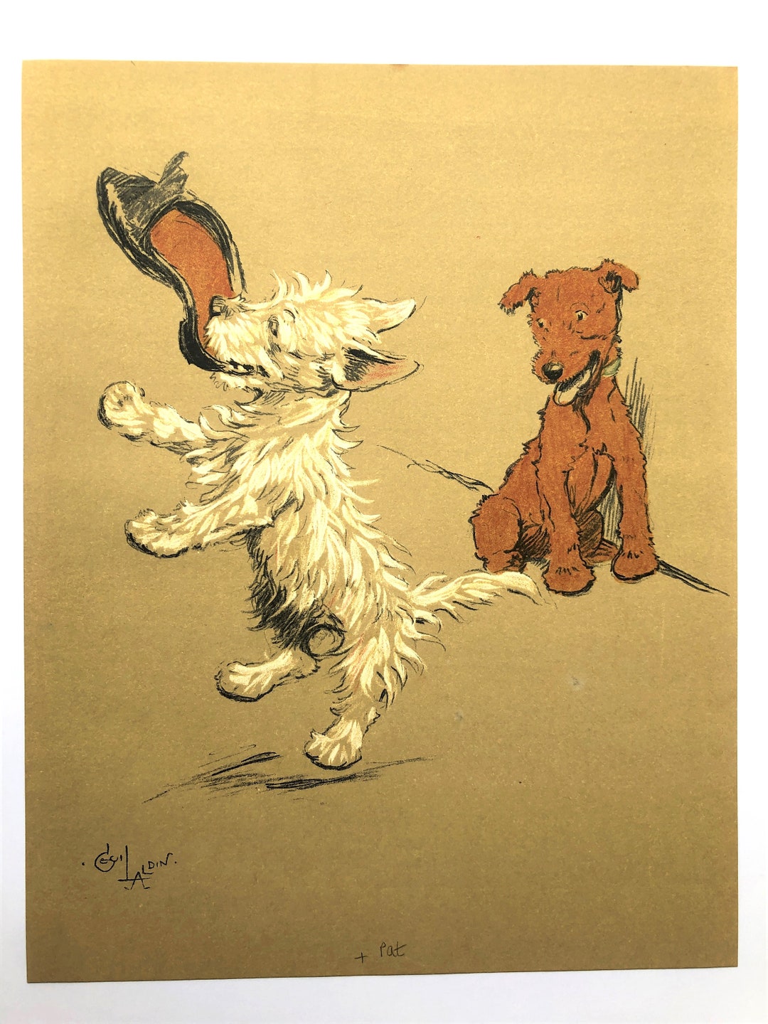 1912 WEST Highland TERRIER Dog Irish Terrier Antique Cecil Aldin
