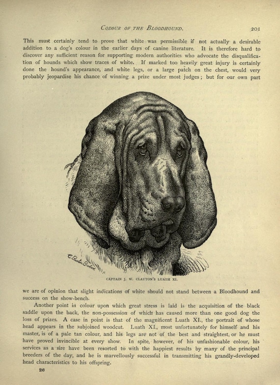 BLOODHOUND Dog Antique Dog Print Page Plate 1881 Vero Shaw