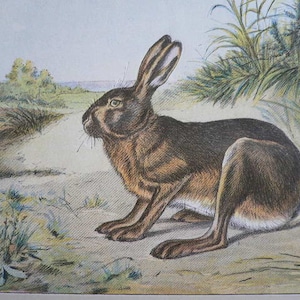 May include: A detailed illustration of a brown rabbit sitting on a light brown background. The rabbit has long ears and a white patch on its chest. The background features green foliage and a light blue sky.