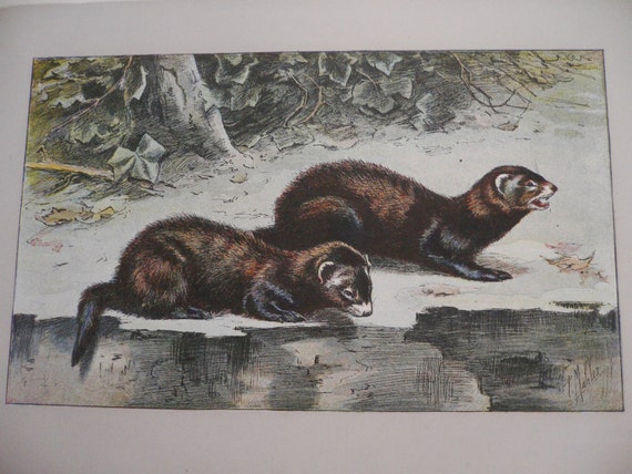 Antique 1907 Le Putois Skunk Polecat Signed Animal Print Etsy