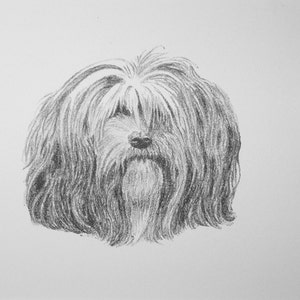 1935 Lhasa apso TERRIER  Dog Vintage original C Francis Wardle bookplate dog print Unique rare Birthday christmas thank you dog gift