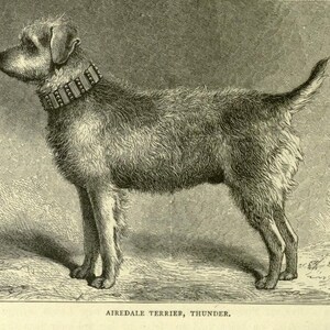 AIREDALE TERRIER Dogs ANTIQUE Dog illustration print c1881 by Vero Shaw Cassells Company Unique gift Christmas Thanksgiving Birthday present