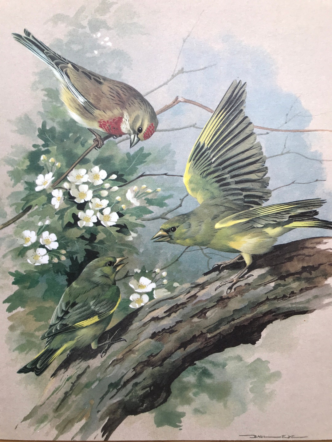 Wild Birds of America 洋書 Basil Ede 画集 鳥 Wild Birds of America: The Art of Basil Ede. by EDE, Basil