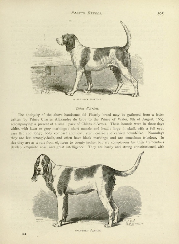 FRENCH HOUND Hunting Dog ANTIQUE Chromolithograph Dog Print 1881 - Main Image
