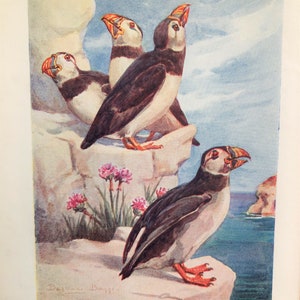 1930s PUFFIN bird Vintage Barbara Briggs authentic colourful small Bird print Collector&#39;s item Birthday Christmas gift
