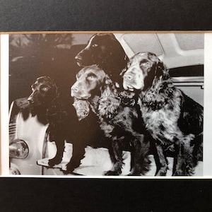 ENGLISH SPRINGER SPANIEL dog plate print Cocker spaniel Vintage Mounted 1958 working field spaniels  Unique Christmas Birthday gift