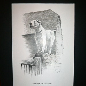 May include: Black and white illustration of a white bull terrier standing on a wall with the caption "Cracker on the Wall".