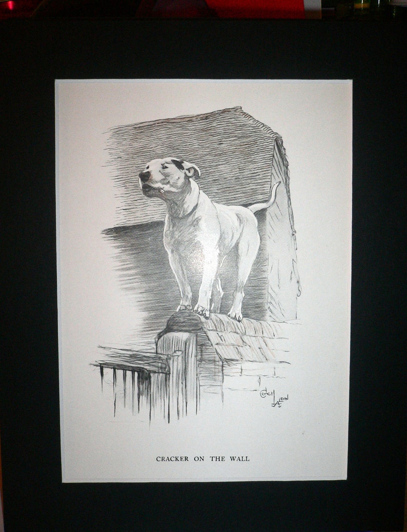 May include: Black and white illustration of a white bull terrier standing on a wall with the caption "Cracker on the Wall".
