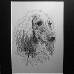AFGHAN HOUND DOG 1935 C Francis Wardle Vintage original mounted dog bookplate print Unique Christmas, Birthday, Thank you dog lover gift