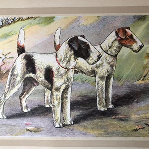 VINTAGE 1938 FOX TERRIER wire haired signed dog print Chromolithograph F. Castellan artist Collectors item birthday gift, A poil dur