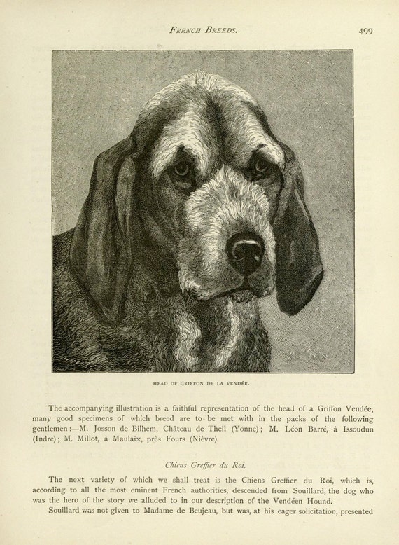 GRIFFON De la Vendee Hound Dog Antique Dog illustration print 1881 Vero  Shaw Cassells Co Unique gift Christmas Thanksgiving Birthday