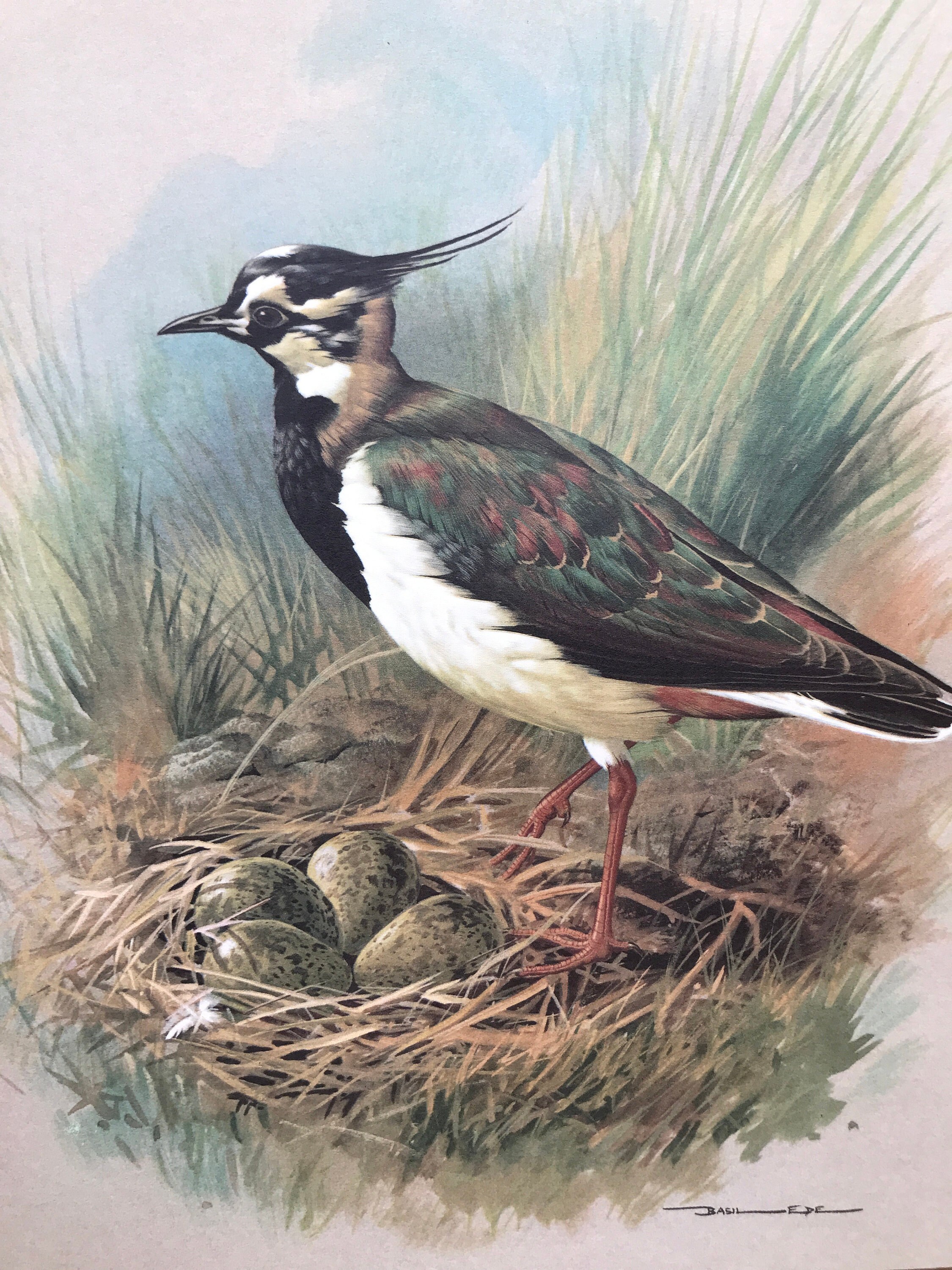 Wild Birds of America 洋書 Basil Ede 画集 鳥 Book: Wild Birds of America - The Art of Basil Ede