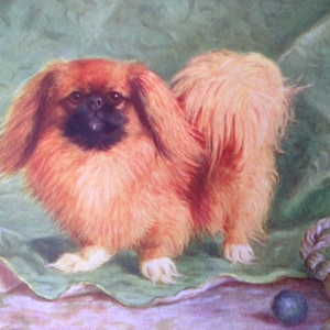 PEKINGESE PEKINESE  Antique Dog chromolithograph print 1907 Robert Leighton Cassells Company Christmas Thanksgiving Birthday present