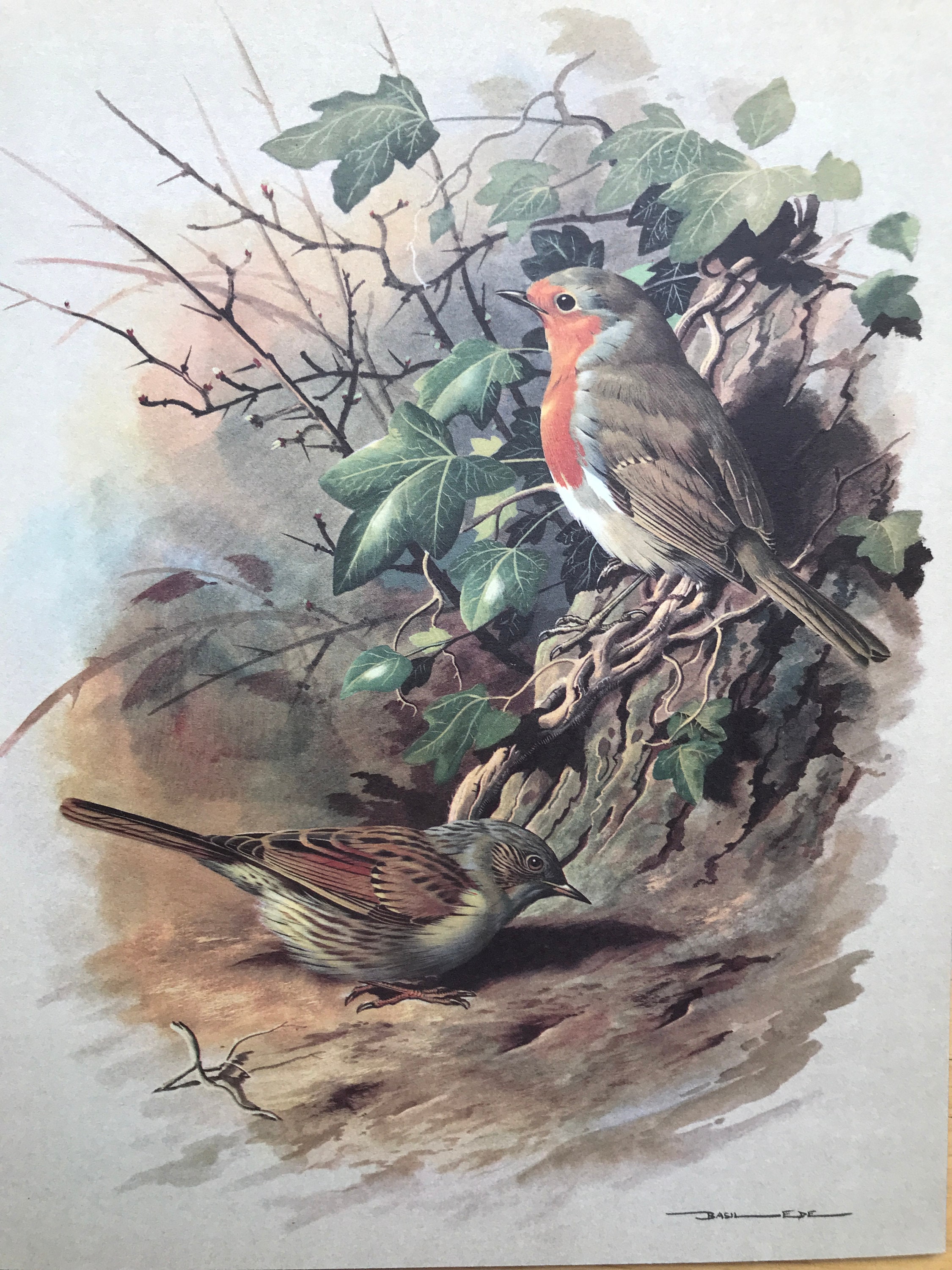 Wild Birds of America: The Art of Basil Ede: Peck, Robert