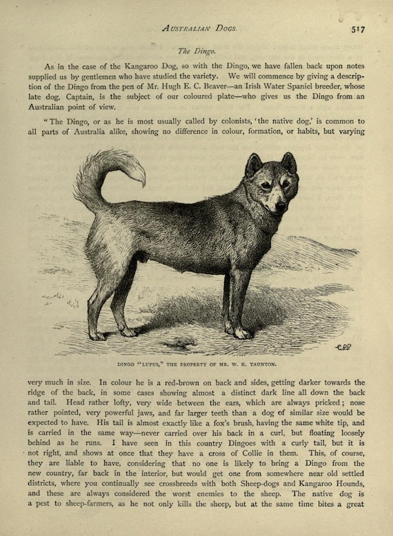 American Dingo Dingo Wolf Mix Carolina Dog Breed Husky Dingo Cross