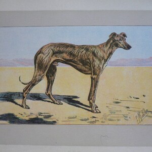 ANTIQUE 1907 Arabian GREYHOUND Saluki dog signed dog print Chromolithograph P Mahler German artist Collectors ,Birthday gift  Authentic