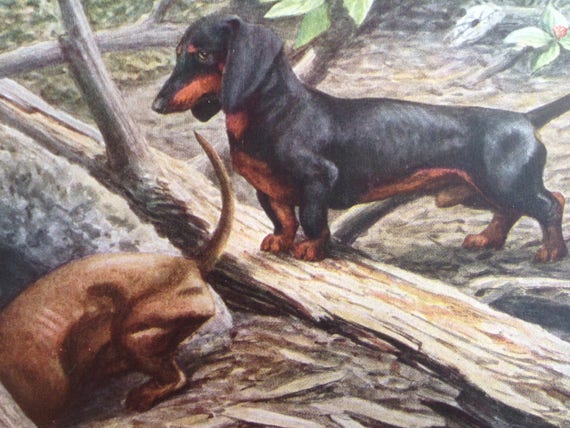 DACHSHUND Sausage Dogs Doxie Louis Agassiz Fuertes Vintage Mounted