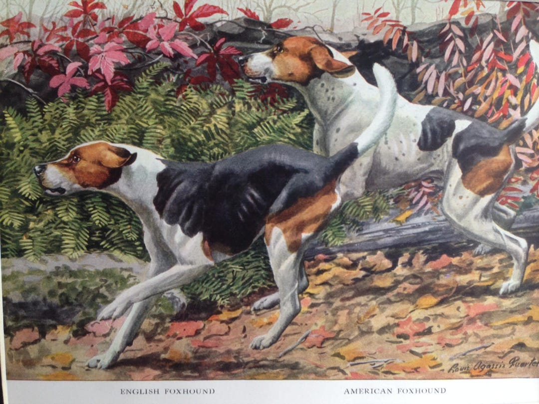 ENGLISH AMERICAN FOXHOUND Hunting Dogs Vintage Louis Agassiz