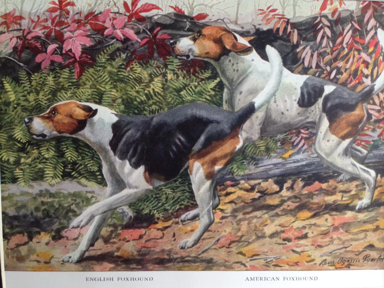 ENGLISH AMERICAN FOXHOUND Hunting Dogs Vintage Louis Agassiz