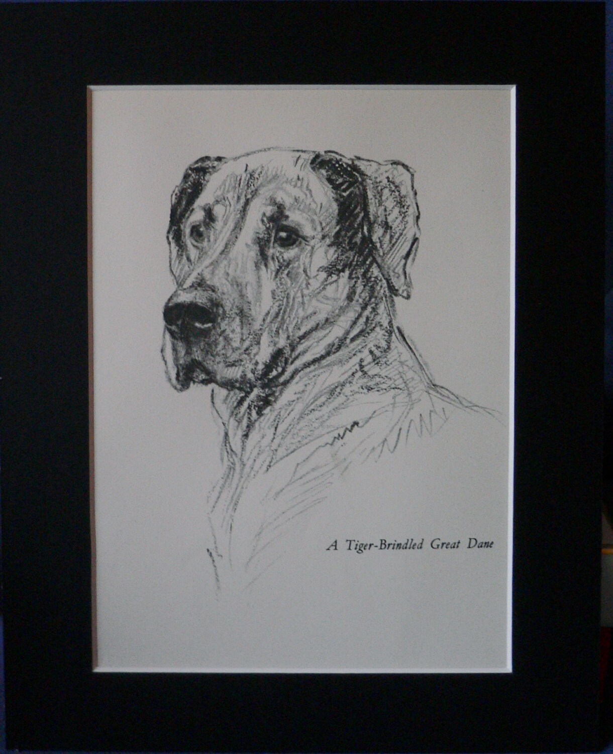 Buy Tiger brindled Great Dane VINTAGE Mounted K F BARKER 1938
