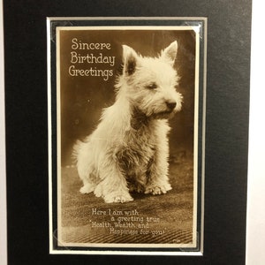 Década de 1930 Vintage westie terrier perro Postal de San Valentín montado Fotografía real regalo Sinceros saludos de cumpleaños