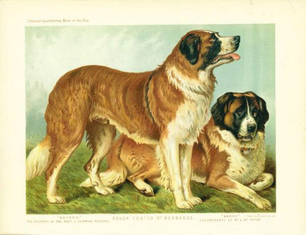 Rough Coated ST BERNARDS Dogs ANTIQUE Chromolithograph Dog Print
