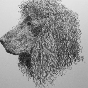 1935 IRISH Water SPANIEL DOG Vintage original C Francis Wardle bookplate dog print Unique rare birthday anniversary christmas gift