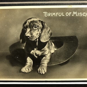 Carte postale vintage pour chien, série teckel de Londres, photographie réelle, cadeau monté, plein de méfait, anniversaire de Noël