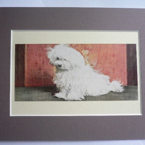 MALTESE TERRIER DOG Vintage Mounted 1958 white terrier dog plate print Unique Birthday Congratulations gift Thank you gift