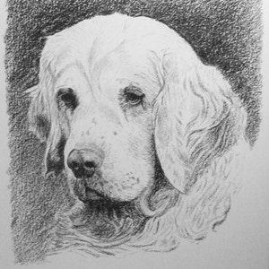 1935 original C Francis Wardle Vintage mounted bookplate print of Clumber spaniel dog Unique Birthday Christmas Anniversary Thank you gift