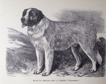 ROUGH SAINT BERNARD rescue dog Antique lithograph illustration Print 1886 London Stonehenge J H Walsh Christmas Thanksgiving Birthday gift