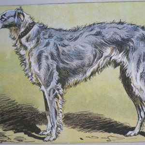 ANTIQUE 1907 Russian GREYHOUND Borzoi dog signed dog print Chromolithograph P Mahler German artist Collectors ,Birthday gift  Authentic