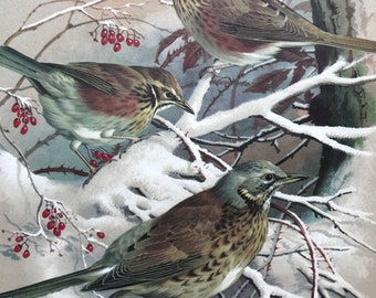 FIELDFARE und REDWING Vintage 1960 Basil Ede authentische signierte bunte Vogeldruck Sammlerstück Geburtstag Weihnachtsgeschenk