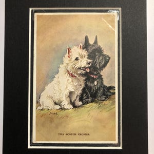 Photo de carte postale vintage Lucy Dawson Mac Saint-Valentin, Terrier Westie écossais Twa copains Noël anniversaire Thanksgiving No.2749