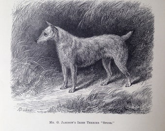 IRISH TERRIER chien ANTIQUE lithographie illustration Print 1878 London Stonehenge J H Walsh Noël Thanksgiving Anniversaire chien amoureux cadeau