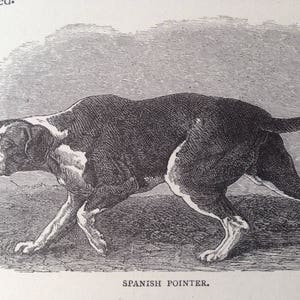 Può includere: Un'illustrazione in bianco e nero di un cane Pointer spagnolo che corre. Il cane è raffigurato di profilo, con la testa leggermente girata verso lo spettatore. La coda del cane è arrotolata e le sue orecchie sono cadenti.