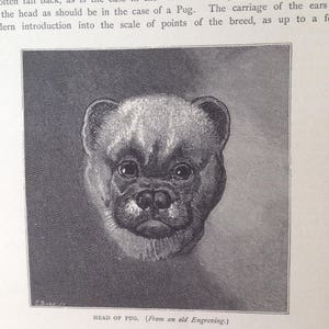 PUG Dog ANTIQUE Dog illustration print c1881 by Vero Shaw Cassells Company Characteristics  gift Christmas Thanksgiving Birthday present