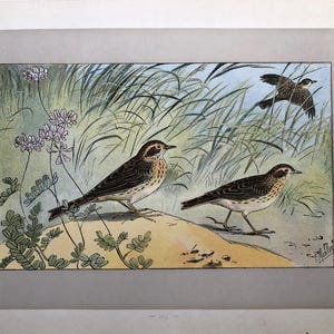 ANTIQUE 1907 LARK bird rare signed print Chromolithograph P Mahler German artist Collectors item L&#39;Alouette small field bird Christmas gift
