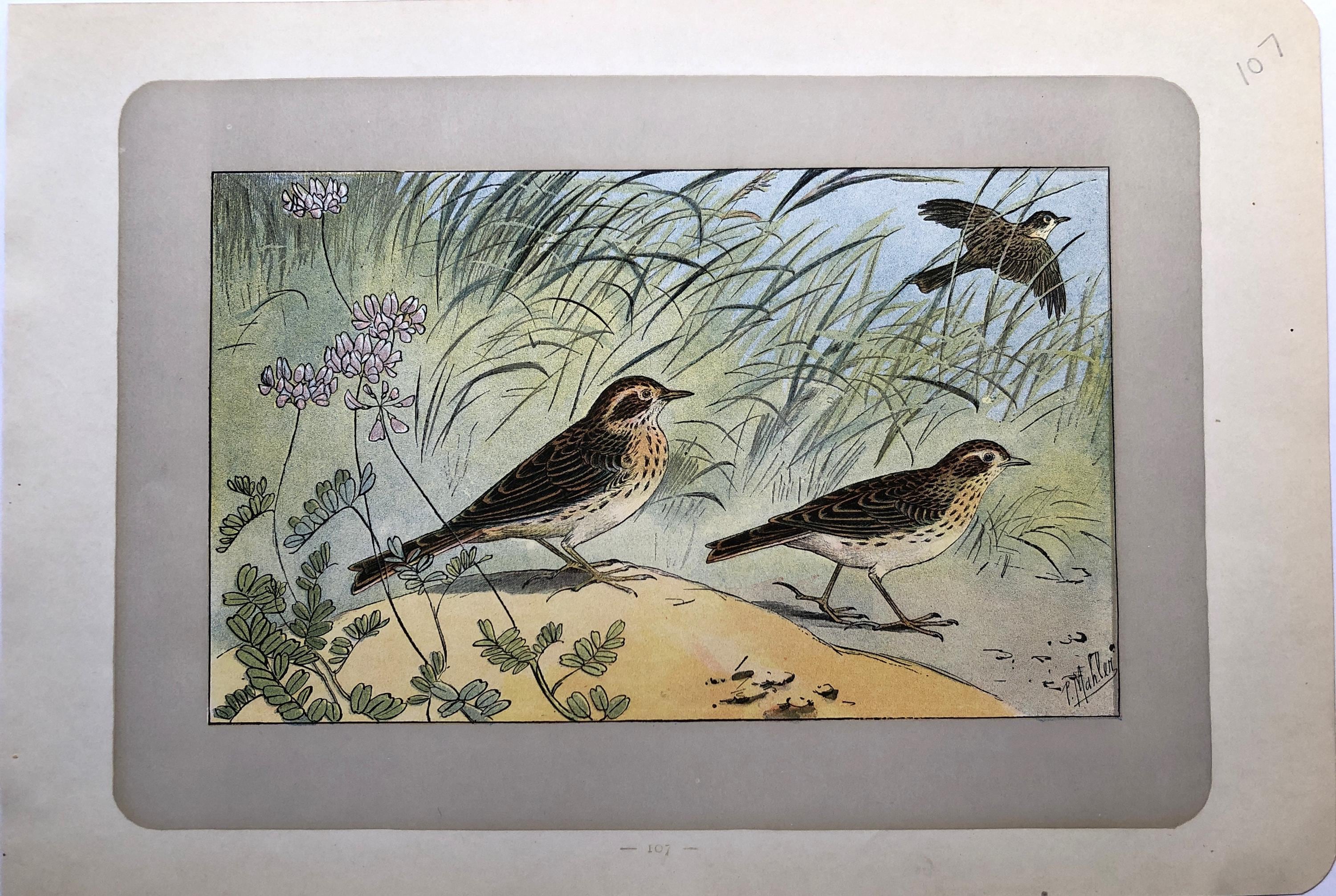 アンティーク フレーム 鳥の絵画 リトグラフ アンティーク フレーム 鳥