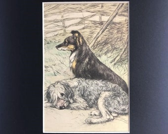 1949 COLLIE dog Bob-tailed sheepdog  Vintage Vernon Stokes mounted dog coloured bookplate print Unique birthday christmas gift