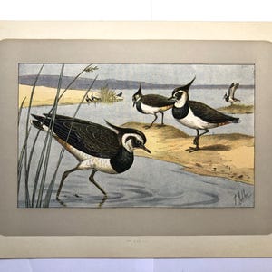 ANTIQUE 1907 NORTHERN LAPWING signed print Chromolithograph P Mahler German artist Collectors item Le vanneau huppe Christmas gift