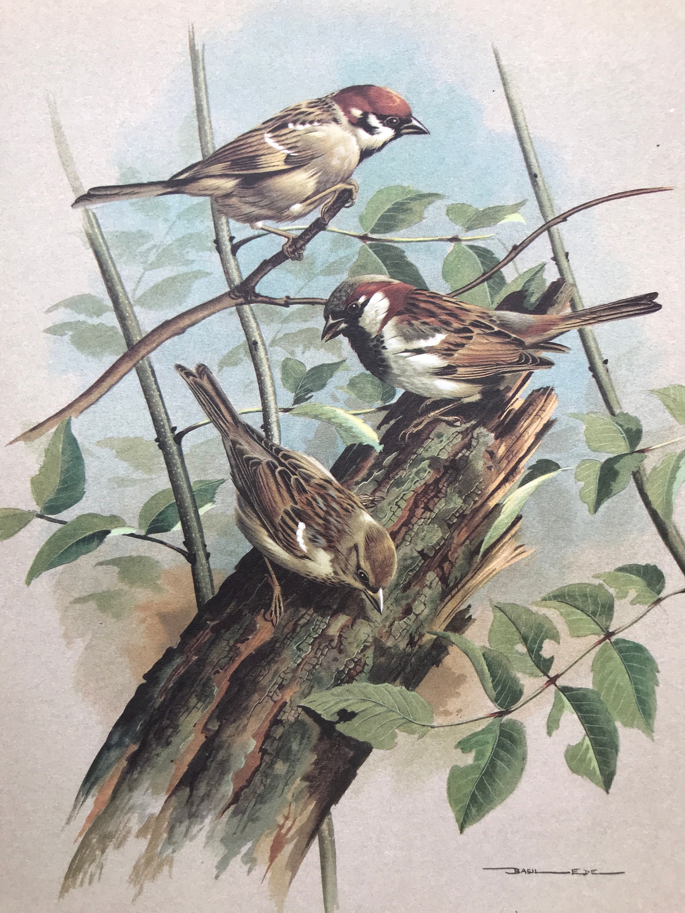 HOUSE and TREE SPARROWS Vintage 1960 Basil Ede Authentic HOUSE and TREE SPARROWS Vintage 1960 Basil Ede Authentic